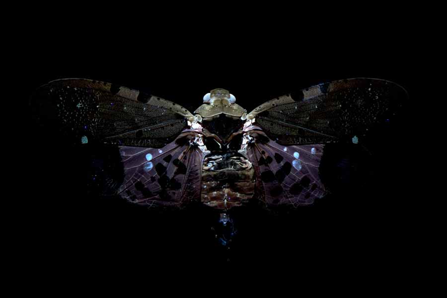 P_atomaria_UV
